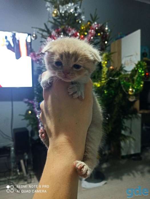 Шотландские котята, фотография 6