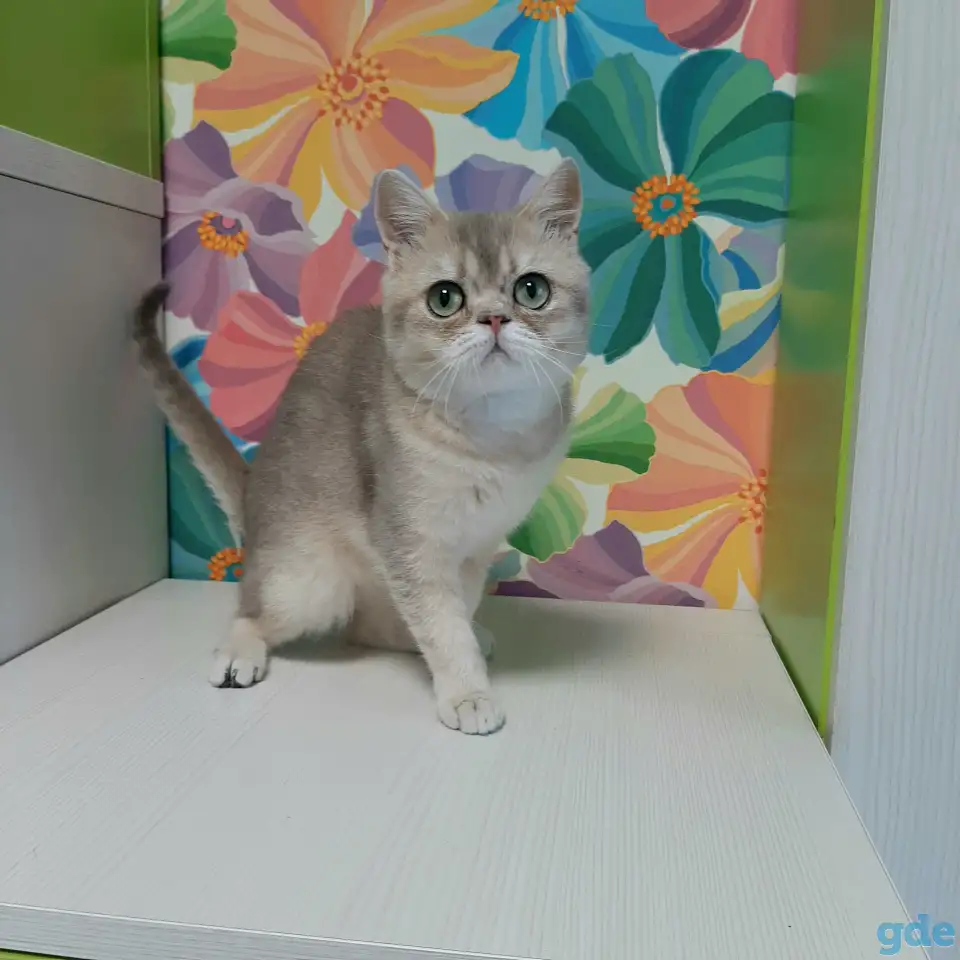 Шотландский кот голубая золотая шиншилла, фотография 3