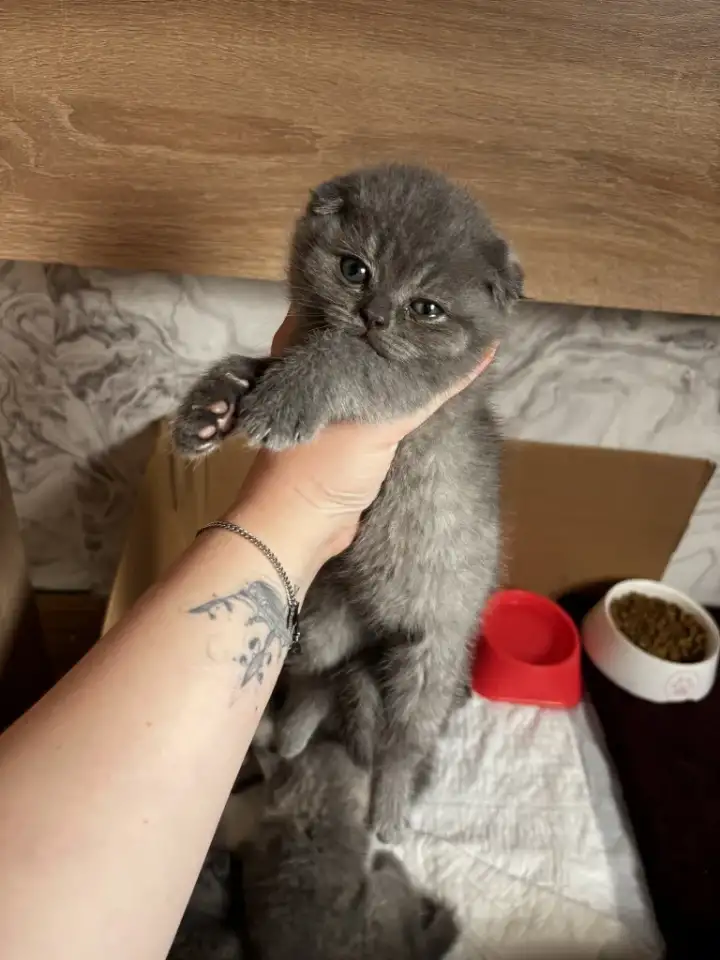 Котята шотландские, фотография 1