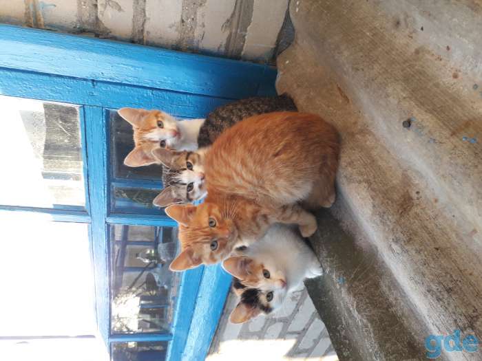 Котята, фотография 1