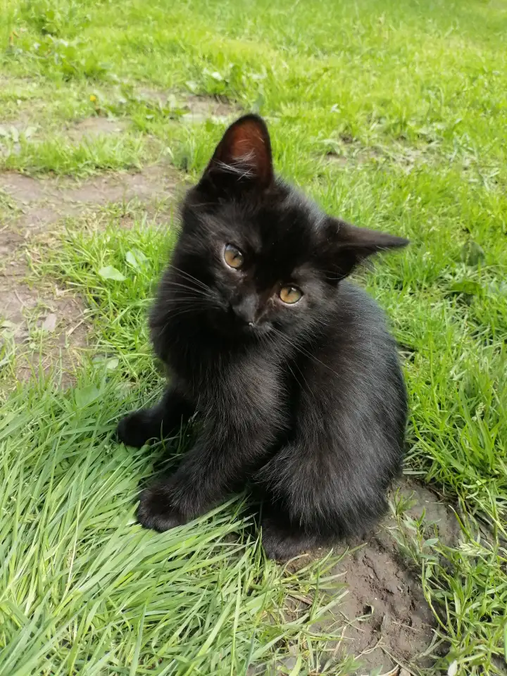 Котята ищут дом, фотография 11