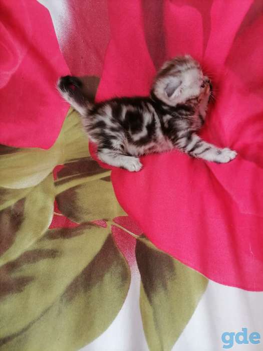 Шотландские котята, фотография 8
