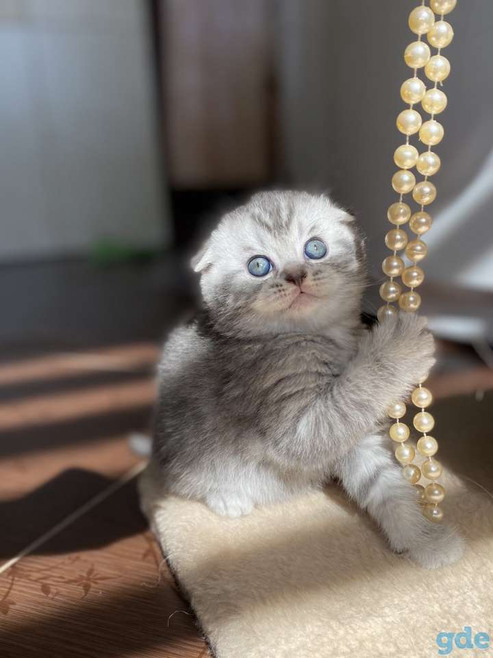 Шотландские котята, фотография 1