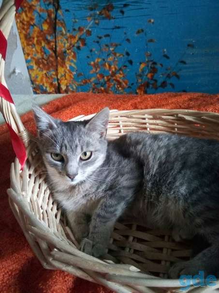 Котята ищут дом, фотография 2
