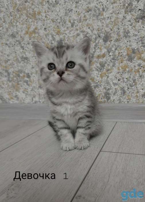Шотландские котята СРОЧНО, фотография 2