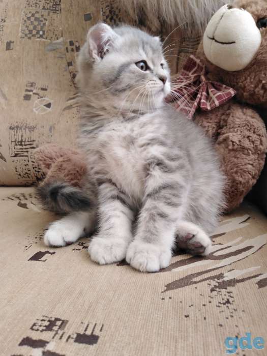 Шотландские плюшевые котята, фотография 4