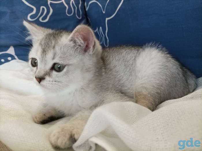 Чистокровные шотландские короткошерстные котята, фотография 5