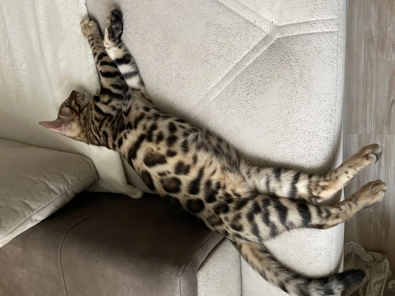 Котёнок Бенгал 4 мес., фотография 3