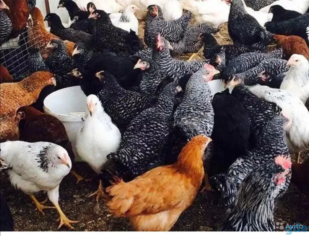 Продам курей, фотография 5