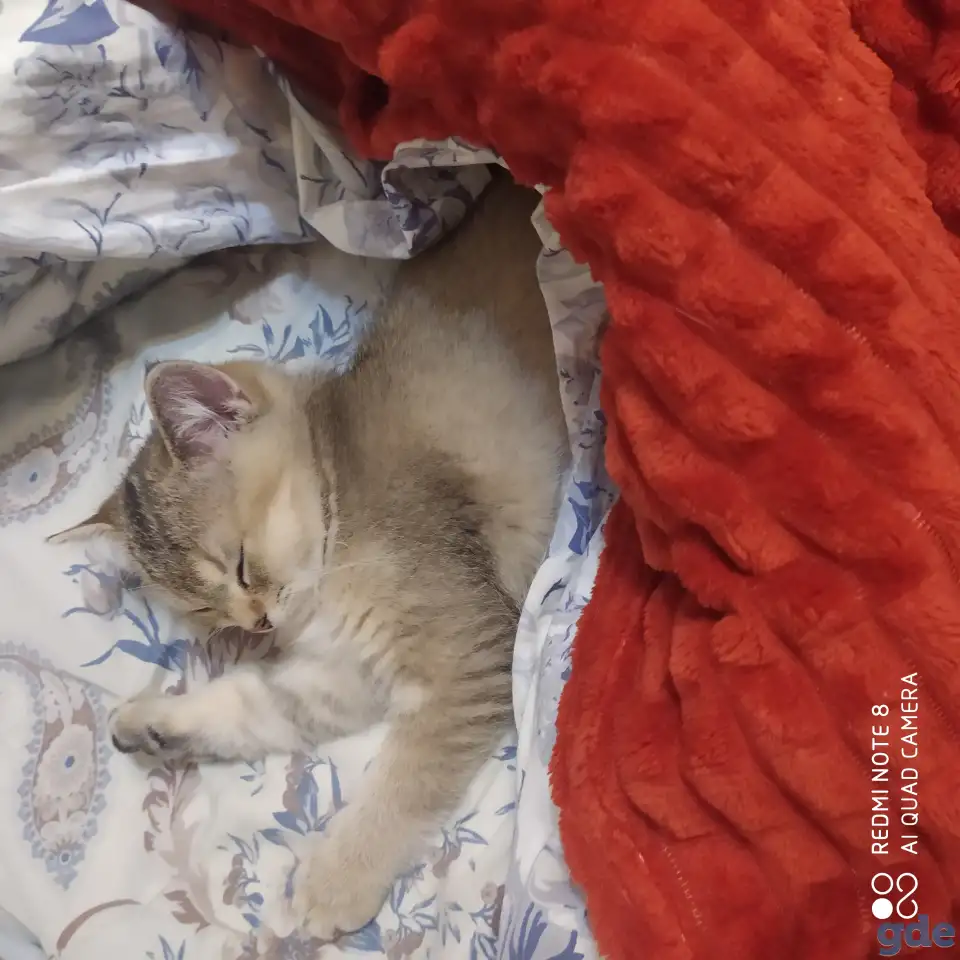 Шотландские котята золотая шиншилла. Договорная, фотография 1