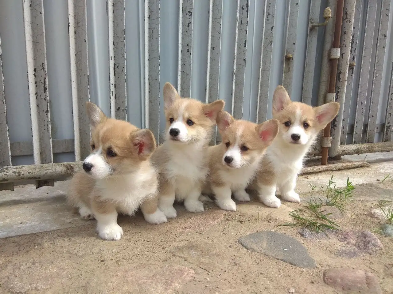 Щенки Корги Продажа, фотография 2