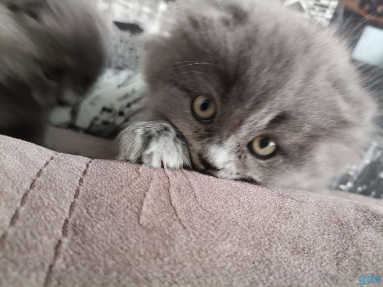 Котята, фотография 3