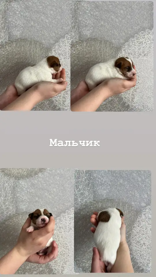 Щенки Джек Рассел терьер, фотография 3