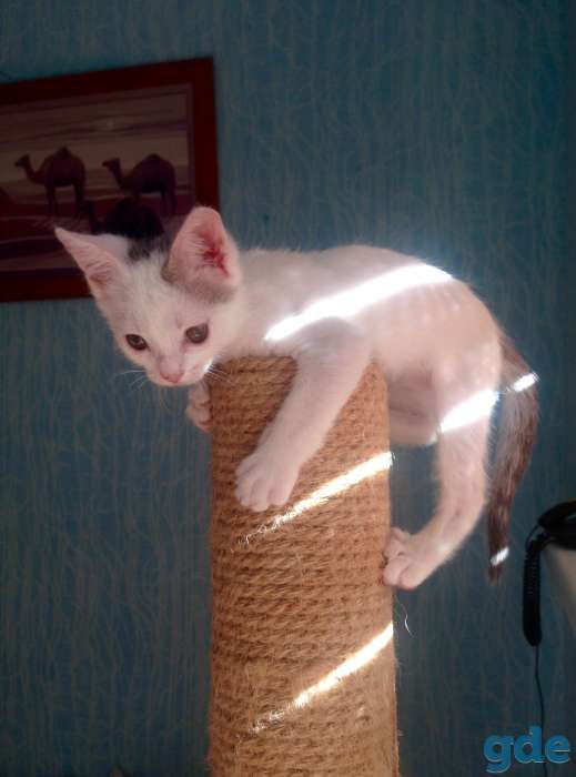 Котёнок ищет дом, фотография 9