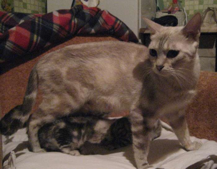 Элитные бенгалы, фотография 7
