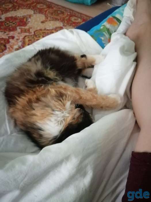 Кошечка-лапочка, фотография 3