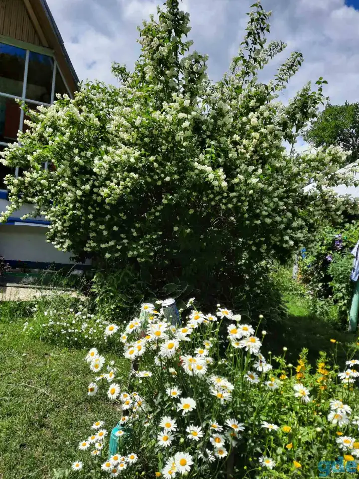 Продам дачу, Минская область деревня Стайки, фотография 9
