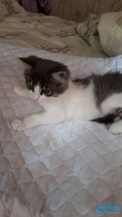 Отдадим котика в хорошие руки, фотография 2