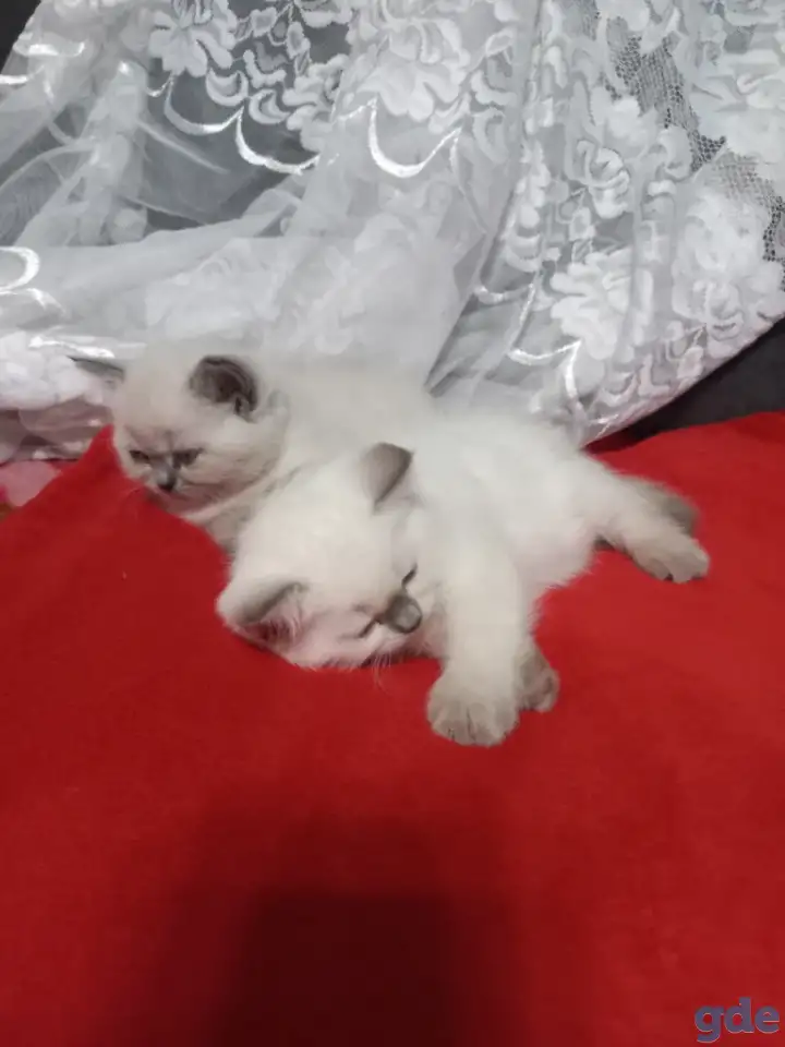 Продаются котята, британцы, фотография 1