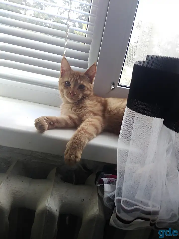 Котята, фотография 5