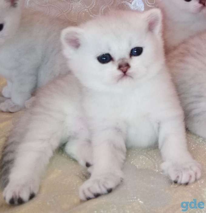 Чистокровные шотландские котята, фотография 10
