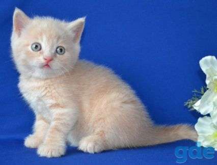 Шотландские котята, фотография 3