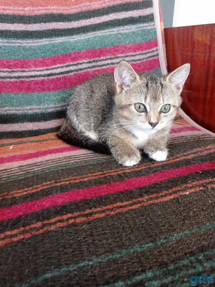 Котята в добрые руки., фотография 3