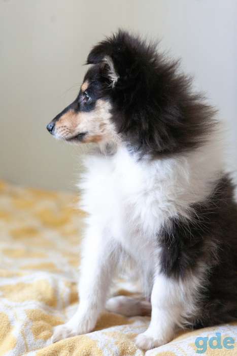 Щенок Колли, фотография 5