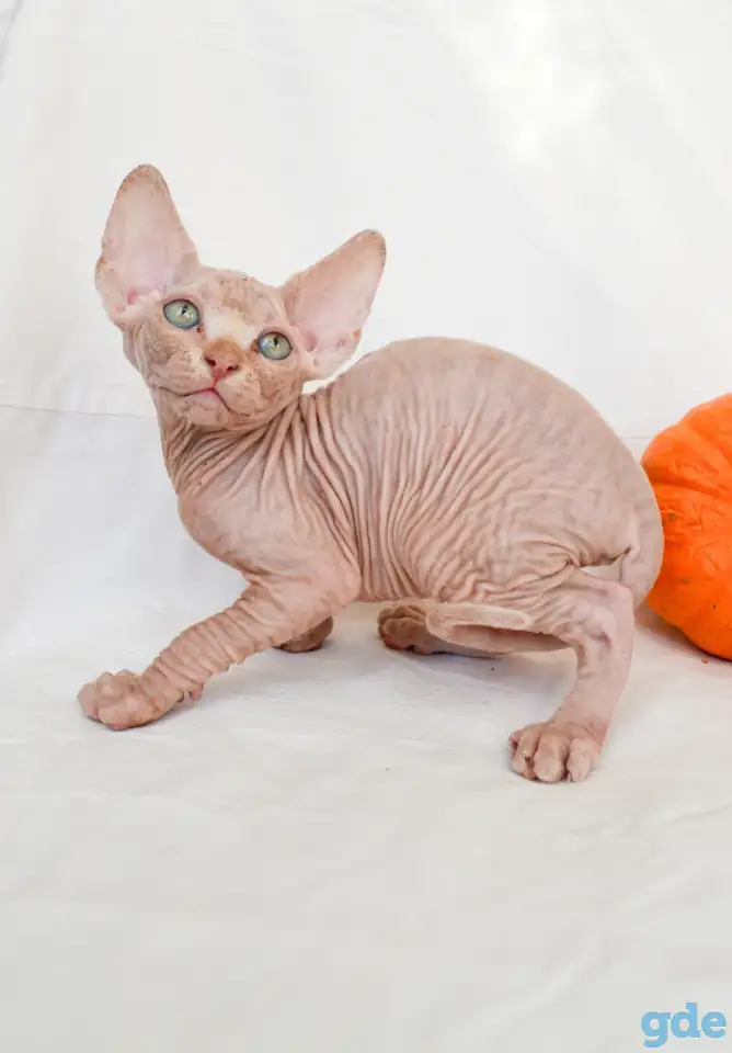 Котята эльф и сфинкс, фотография 1