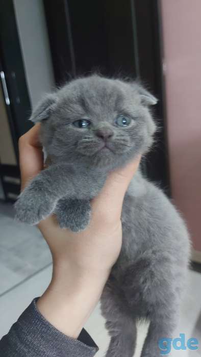 Британские котята, фотография 1
