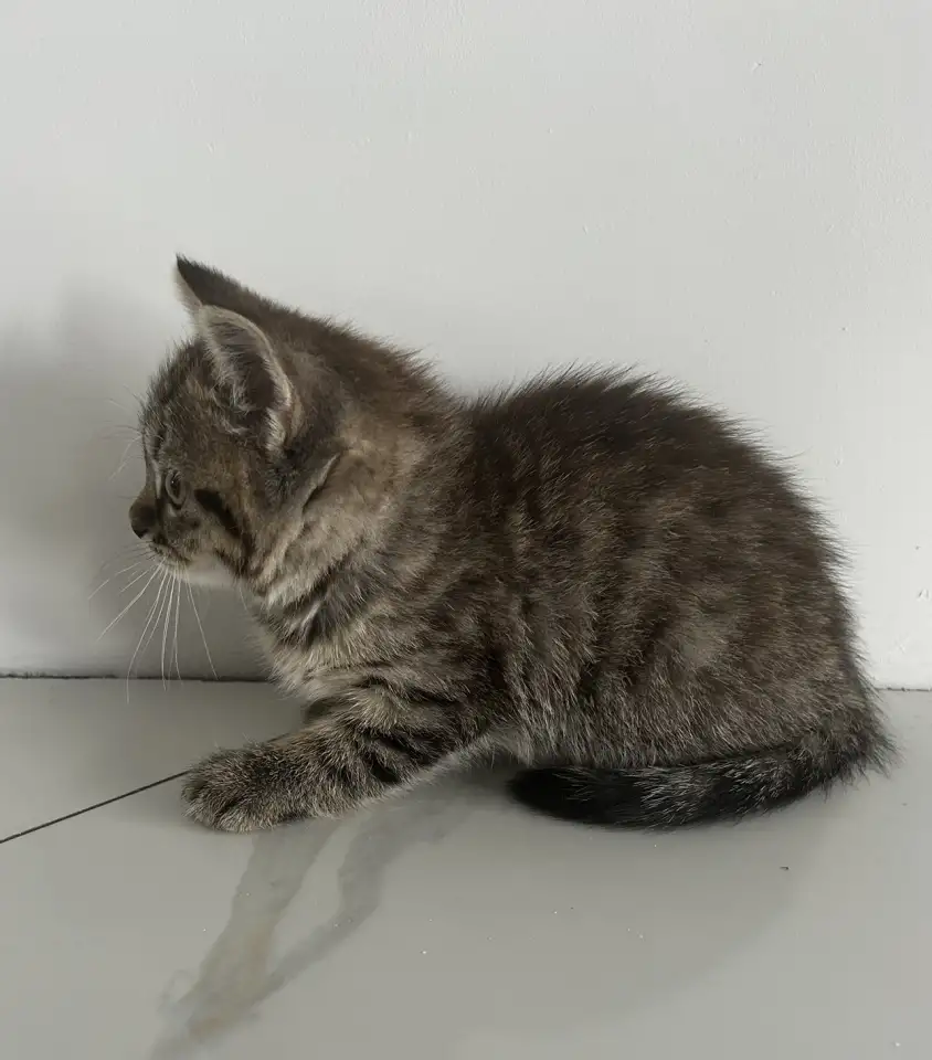 Шотландские котята мальчики вислоухий и прямоухий, фотография 2
