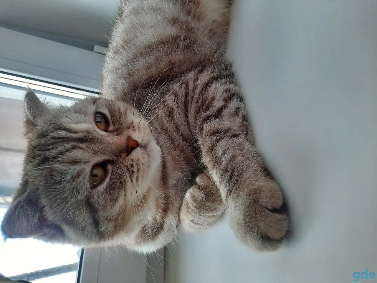 Шотландская вислоухая кошка, фотография 2