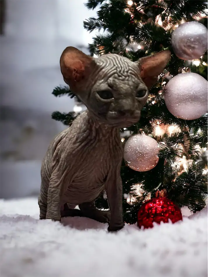 Котята Канадского сфинкса, фотография 1