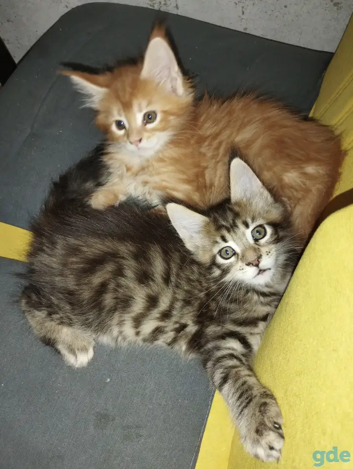 котята Мейн-кун, фотография 4