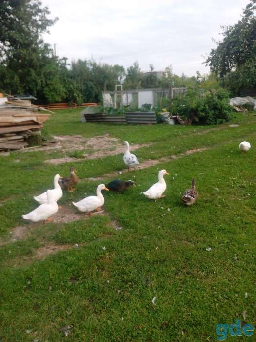 дивотные, фотография 1