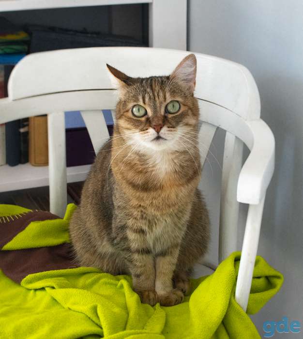 Кошка Матрешка, фотография 2