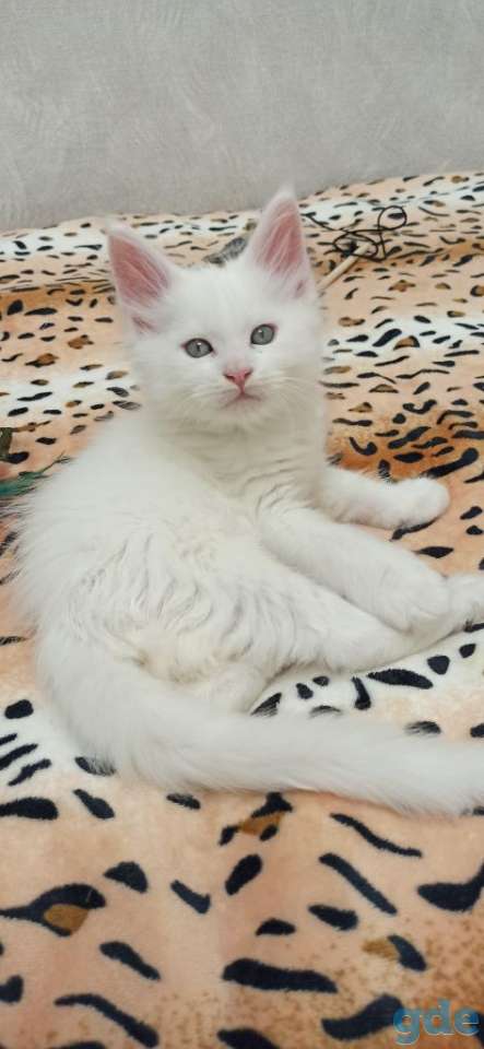 Готовы к продаже котята породы мейн-кун, фотография 2