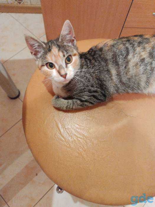 Котята в добрые руки, фотография 8