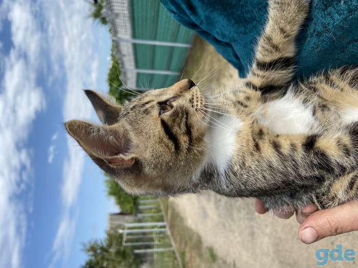 Котята бесплатно с доставкой, фотография 2