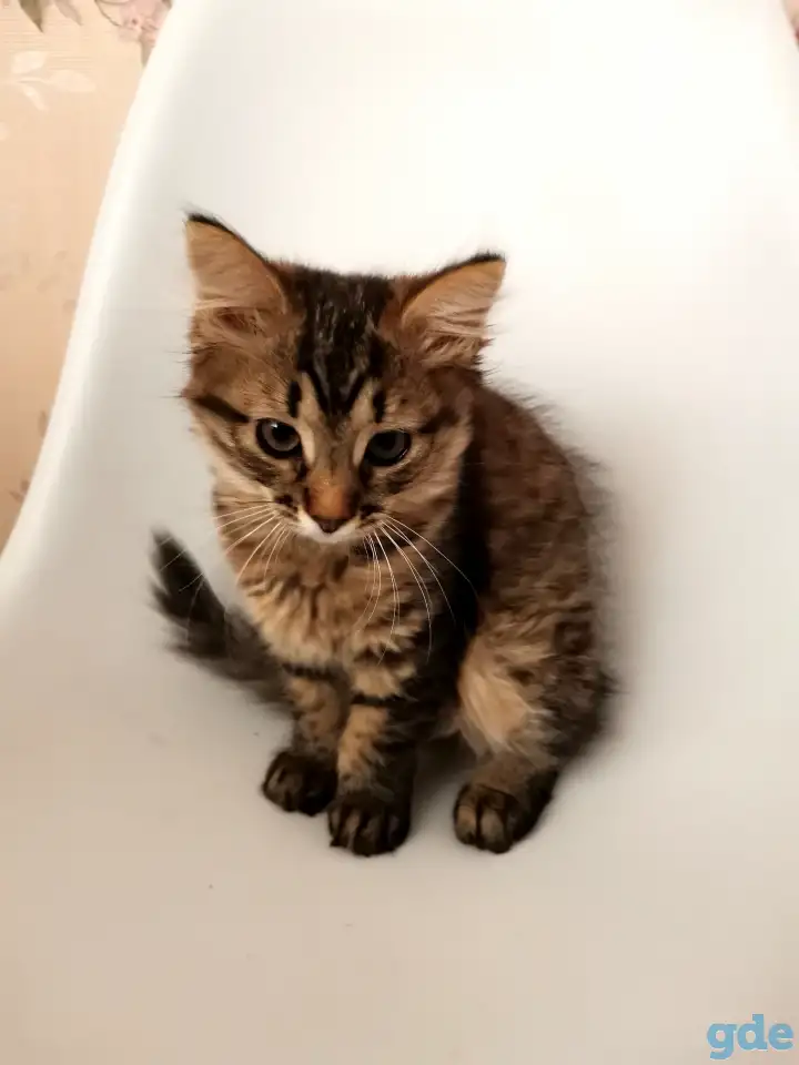 отдам котят, фотография 1