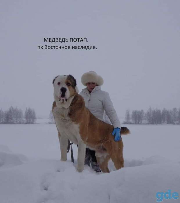 VIP класса девочка алабай., фотография 1
