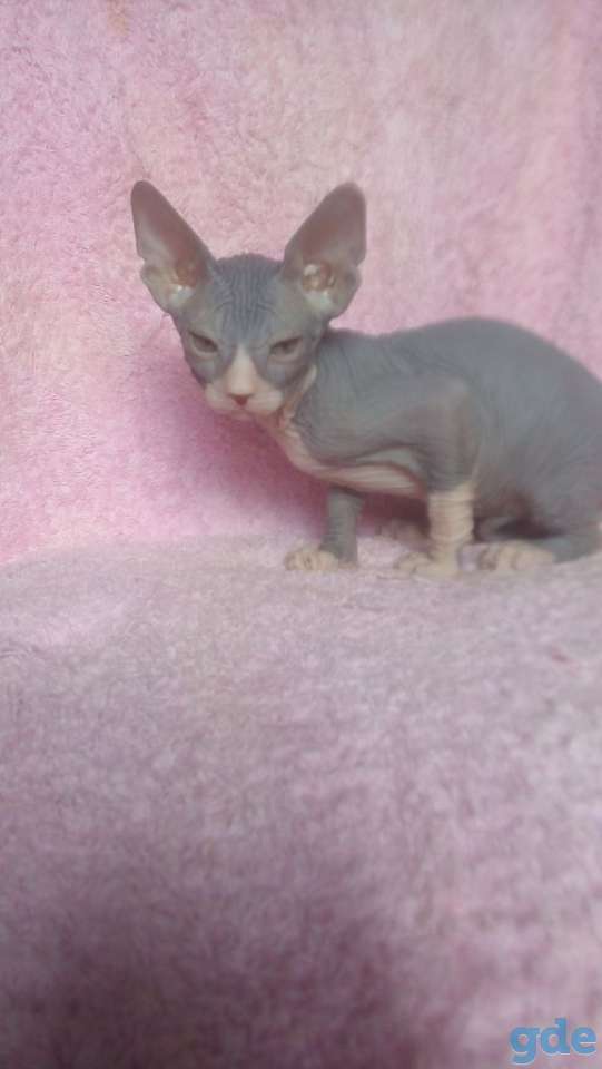 Котята канадского сфинкса, фотография 6
