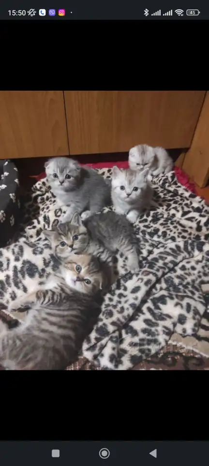 Продам котят шотландской породы, фотография 1