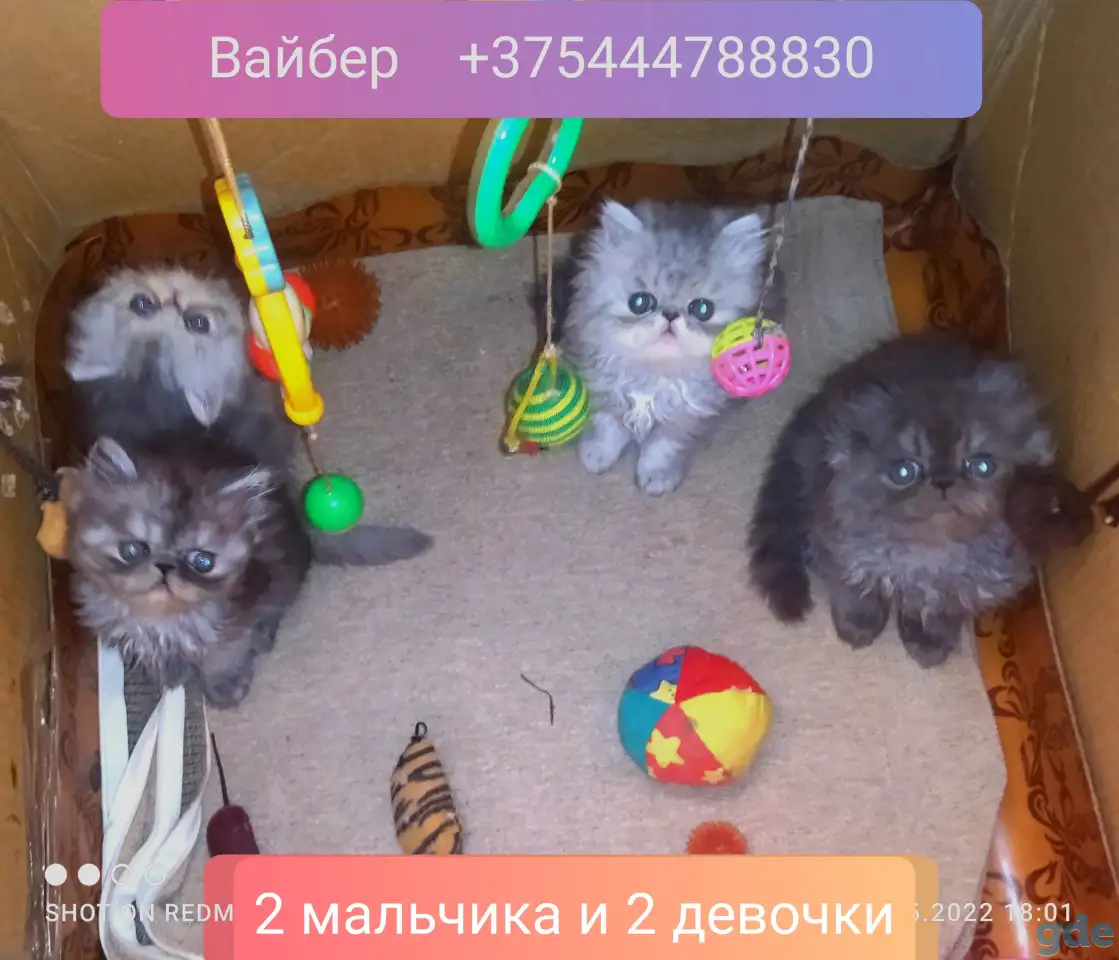 Персидские котята Экстремального типа чистокровные. Персы., фотография 1