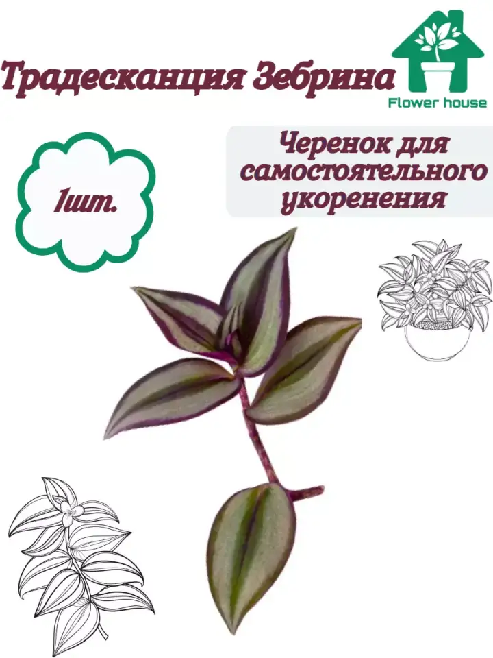 Комнатные цветы растения, список 13видов, Пушкина50, фотография 12
