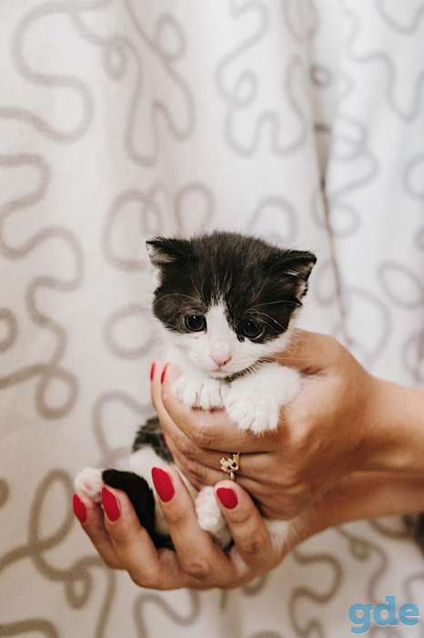 Внимание! Открыт резерв на котят. Им всего 1 месяц, фотография 1