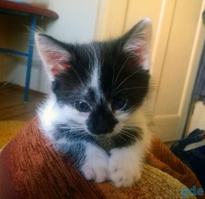 Котенок в добрые руки, фотография 4