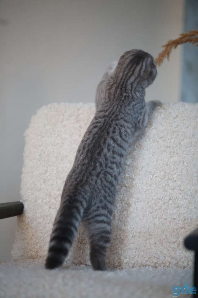 шотландский вислоухий котенок, фотография 2
