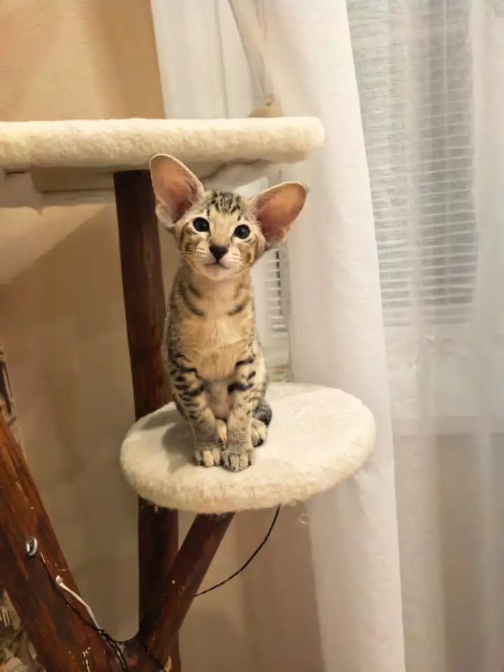 Ориентальный котенок, фотография 3