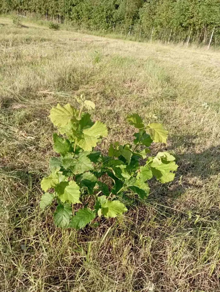 Продам фермерское хозяйство, фундук, фотография 1